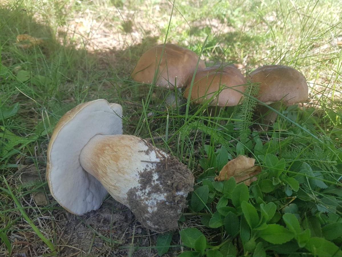 Kurnik Polski Agroturystyka Tykocin Luaran gambar